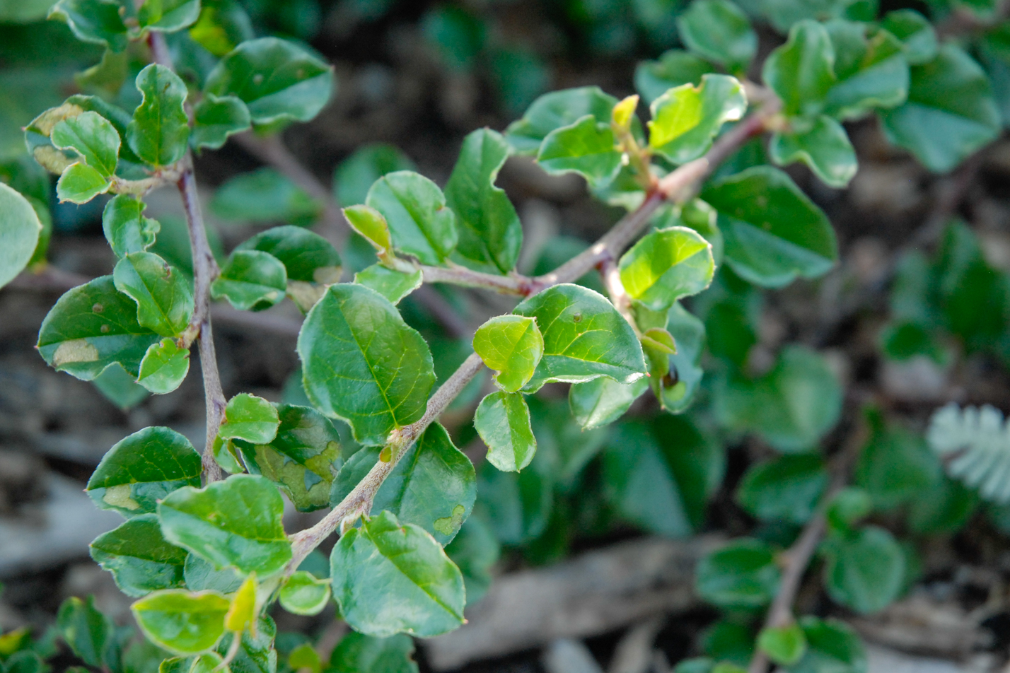 Cranberry Cotoneaster